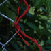 Fences, Schutzen platz, Dresden, 11.08.09